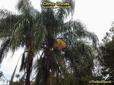 Citrus Groves Image 19