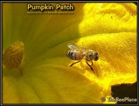 Pumpkin Patch Image 1