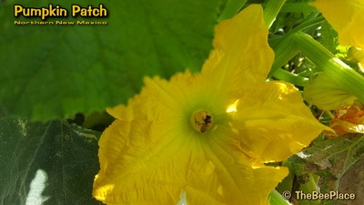 Pumpkin Patch Image 5