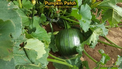 Pumpkin Patch Image 7