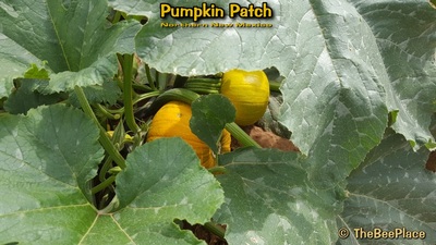 Pumpkin Patch Image 10