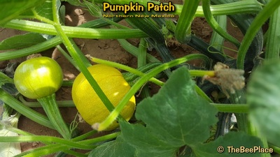 Pumpkin Patch Image 11