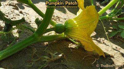 Pumpkin Patch Image 13