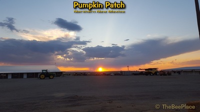 Pumpkin Patch Image 20