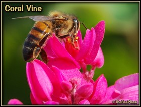 Wildflowers Image 13