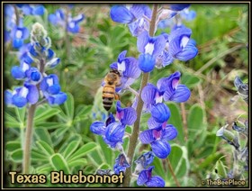 Wildflowers Image 17