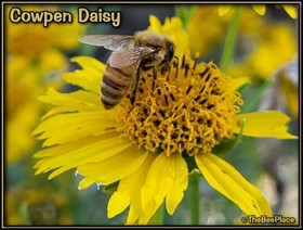 Wildflowers Image 23