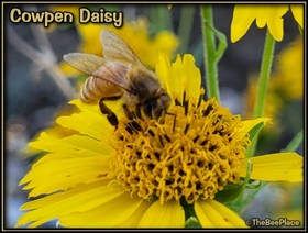 Wildflowers Image 24