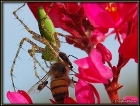 Wildflowers Image 28
