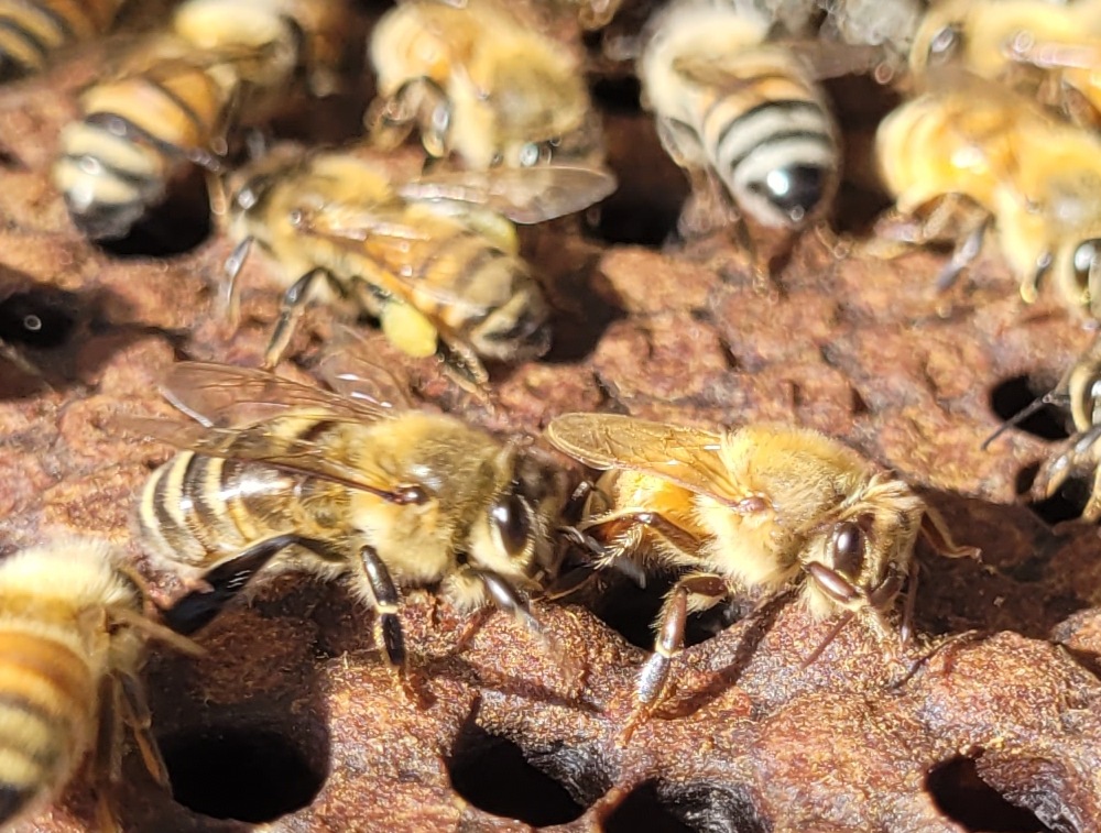 colony-production 01