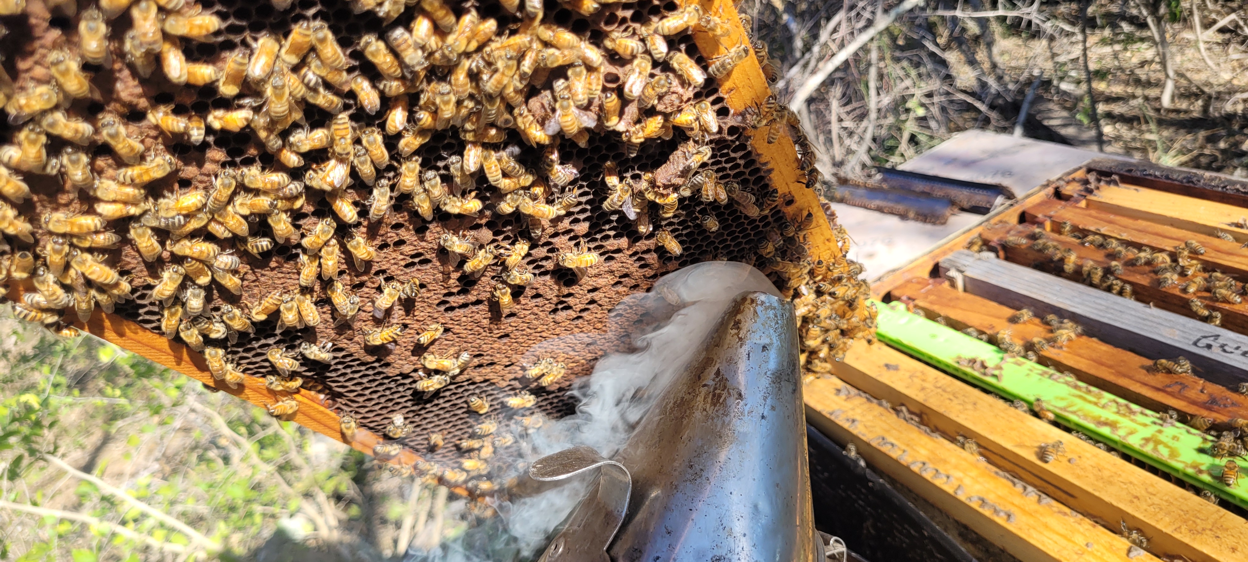 colony-production 02