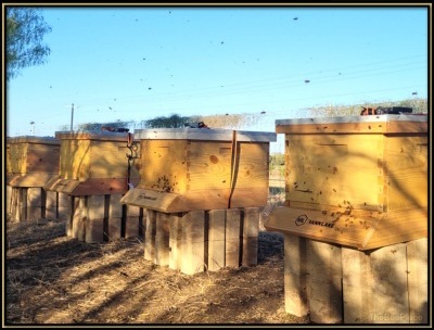 Apiary Setup
