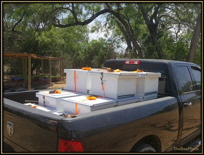 Beehives In Pickup Truck