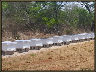 Row Of Beehives On Block Stands