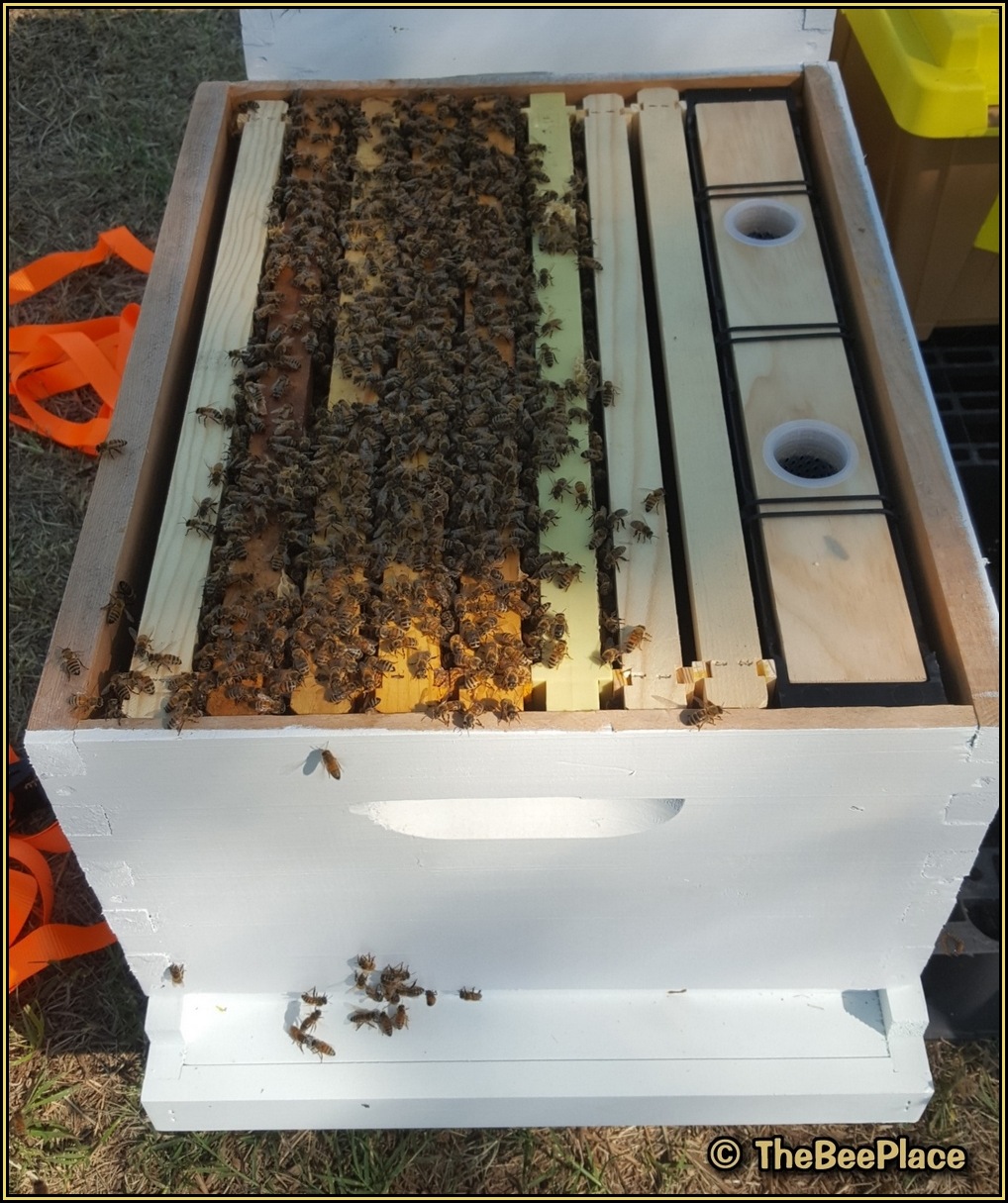 Hive with installed nuc frames and feeder ready to be closed