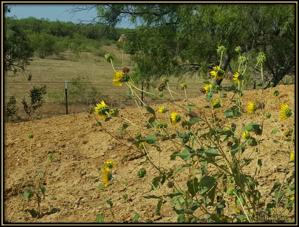 South Texas drought landscape with blooming wildflowers and mesquite trees producing little nectar for honey bees
