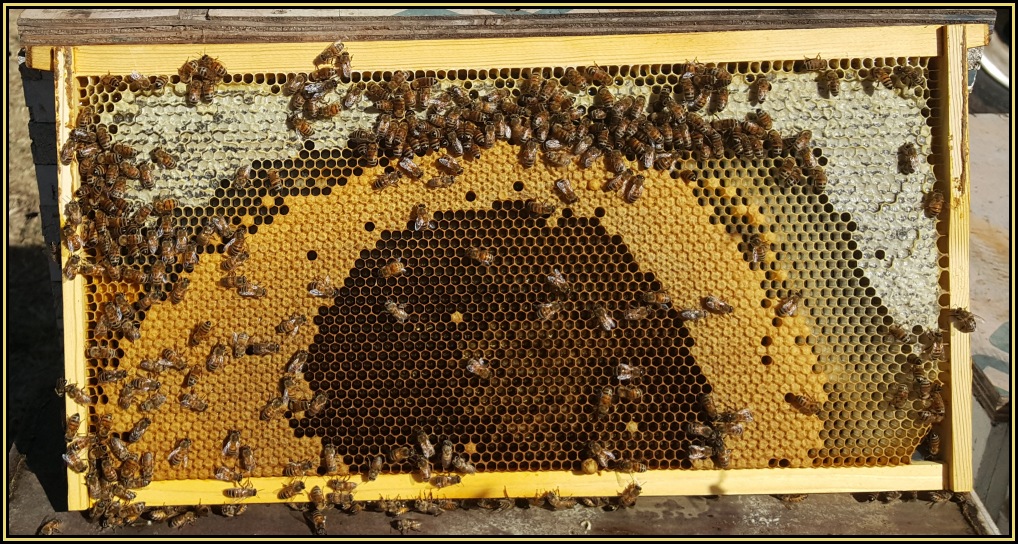 Honey bee brood frame showing a strong brood pattern with capped brood surrounded by stored honey and pollen