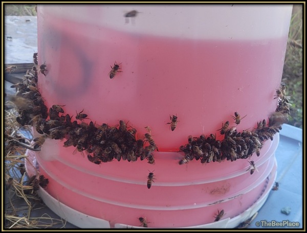 Open Syrup Feeder Covered With Honey Bees During Nectar Dearth