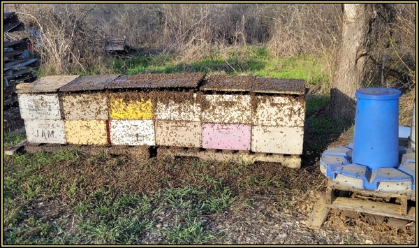 Apiary With Open Feeder And Multiple Honey Bee Colonies Feeding