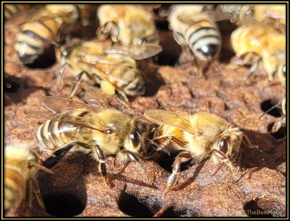 Keeping Bees Healthy