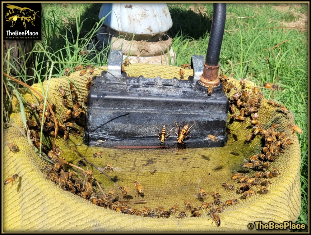 Watering Bees 02