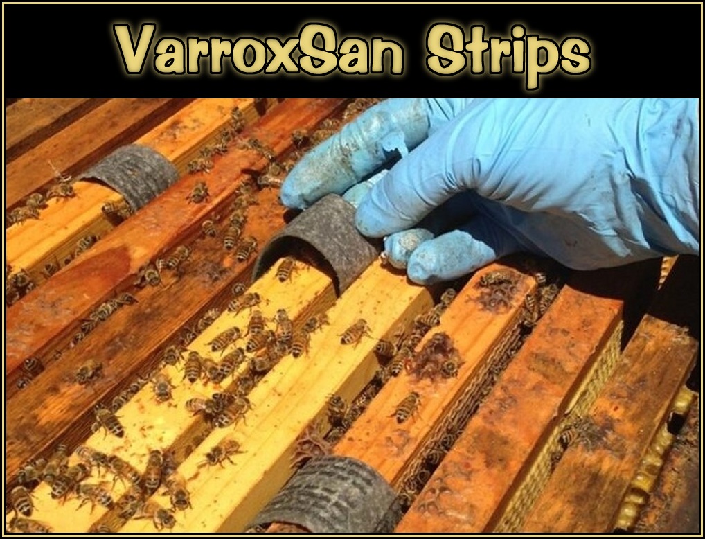 bee-health-and-queen-questions 03