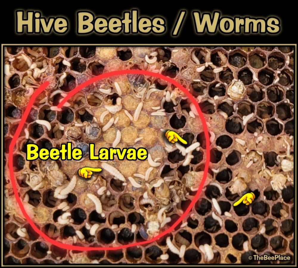 hive-beetles-worms 01