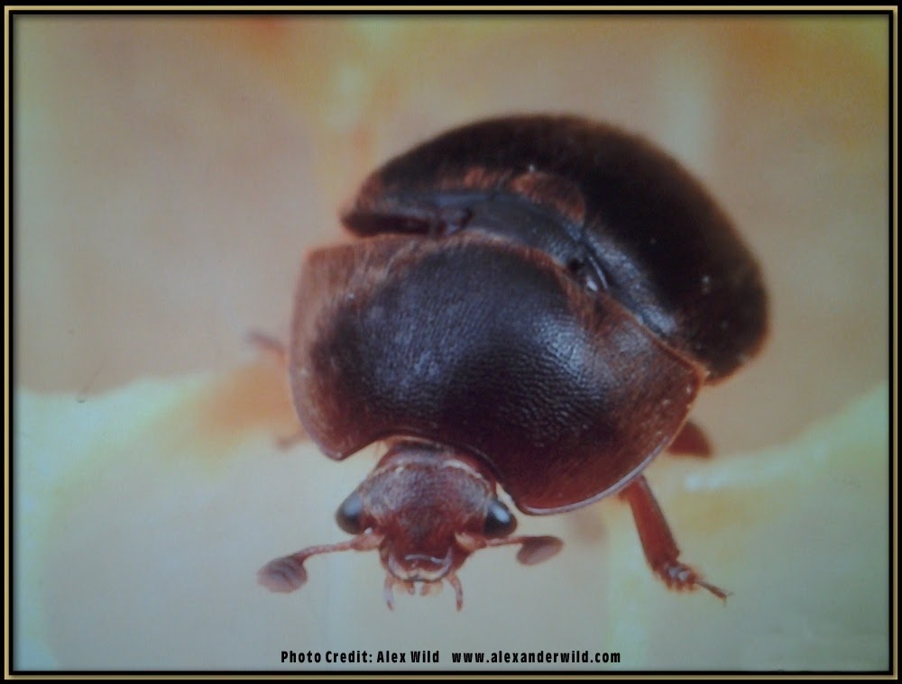 hive-beetles-worms 02