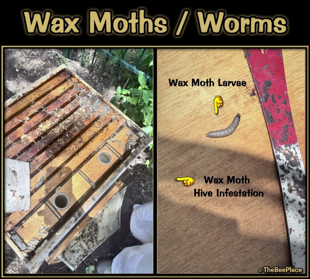 Wax Moths 01