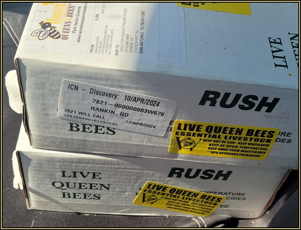 queen-maintenance 02