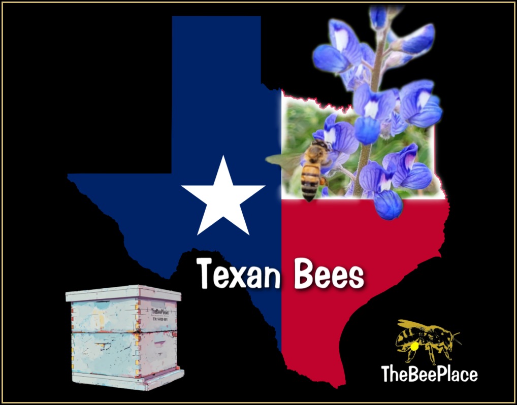 texan-bees 01