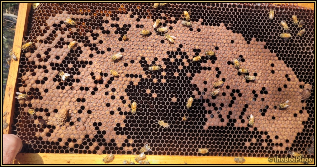 Supersedure Cells 03