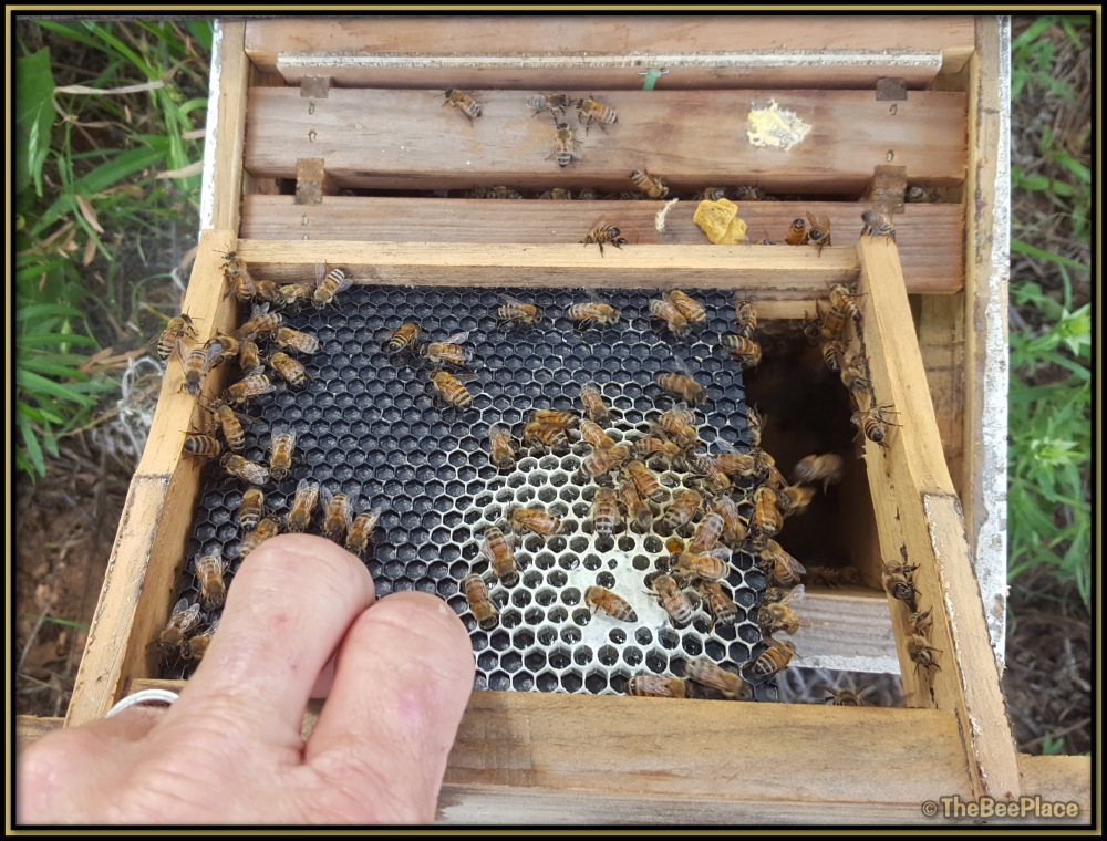 Mating Nucs 01