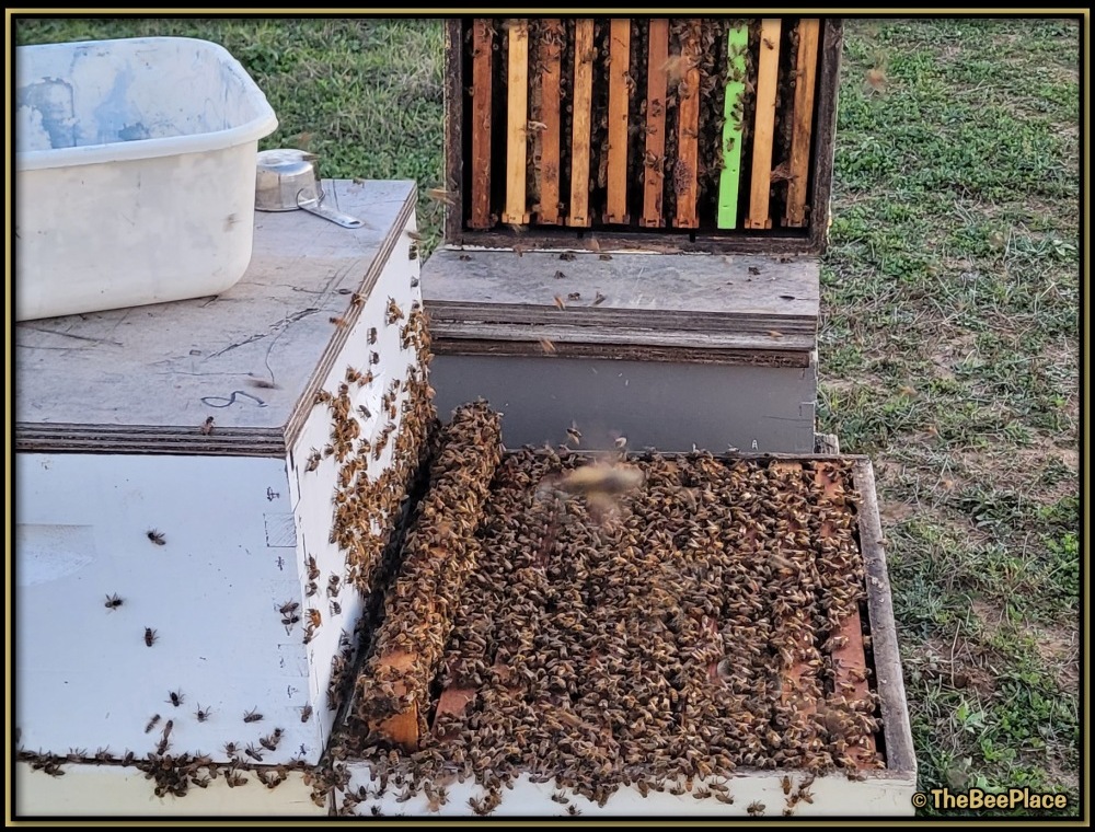 checking-for-mites 03