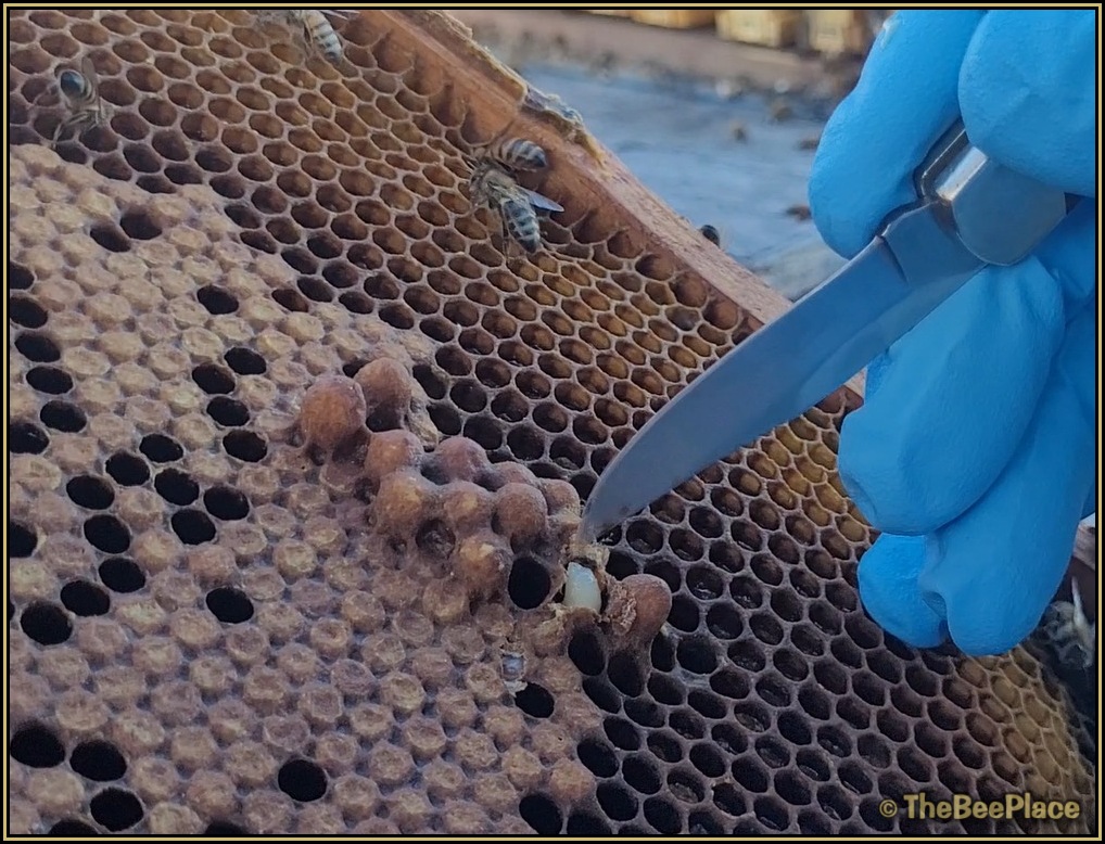 Checking For Mites 05