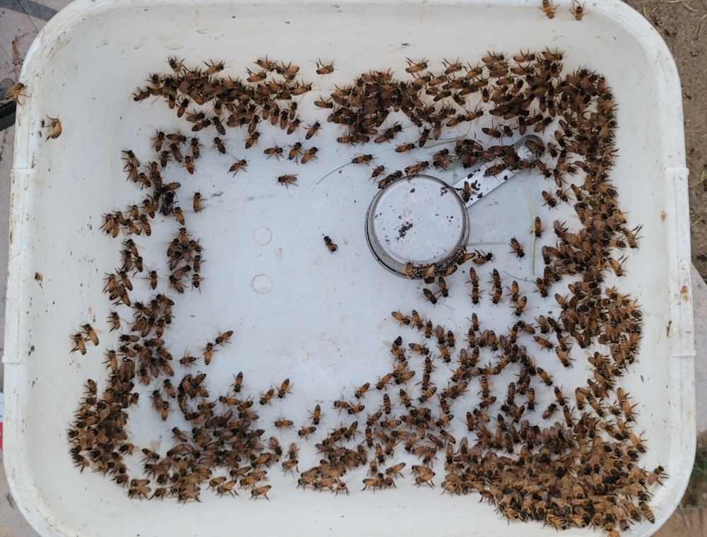 Checking For Mites 08