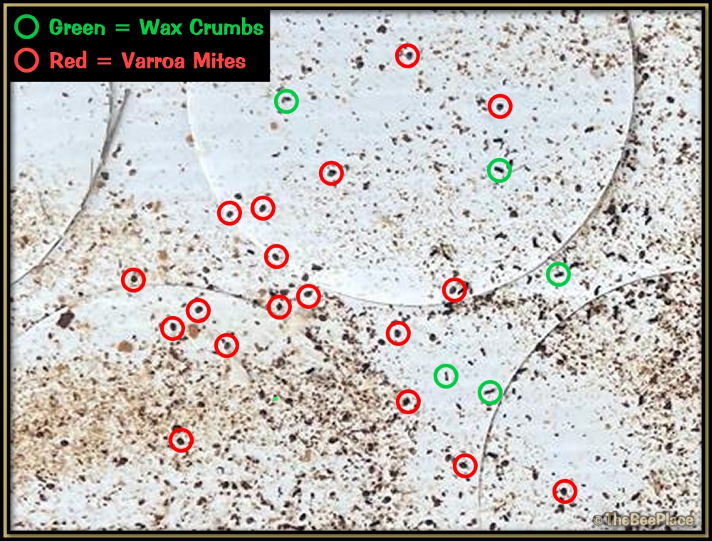 Checking For Mites 10