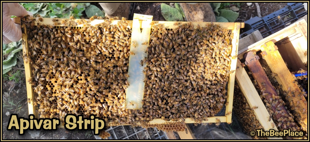 treating-for-mites 01