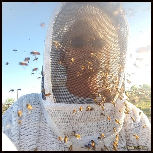 Beekeeper Safety 10