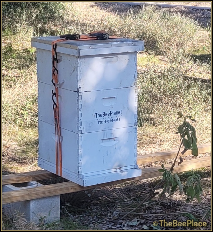 Three stacked deep hive boxes secured with strap on hive stand in apiary setting
