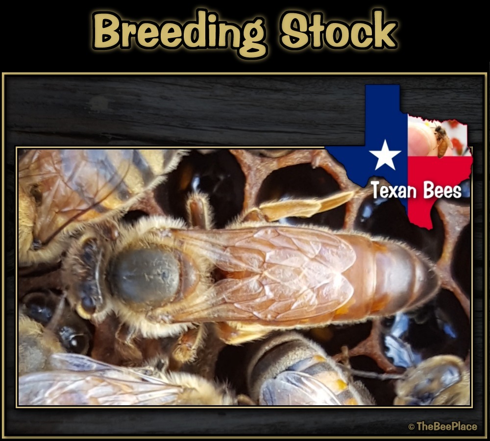 breeding-for-resistance 02