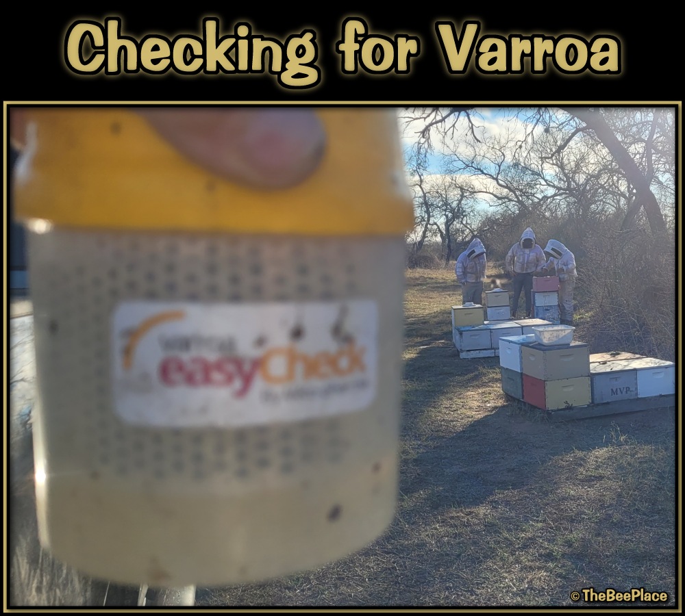 checking-for-mites 01