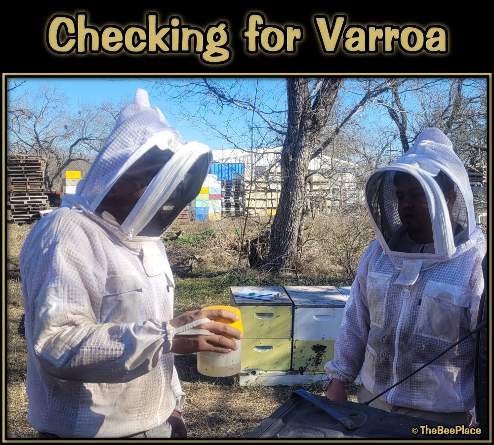 checking-for-mites 02