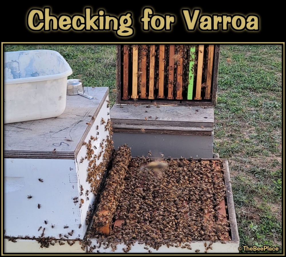 checking-for-mites 03