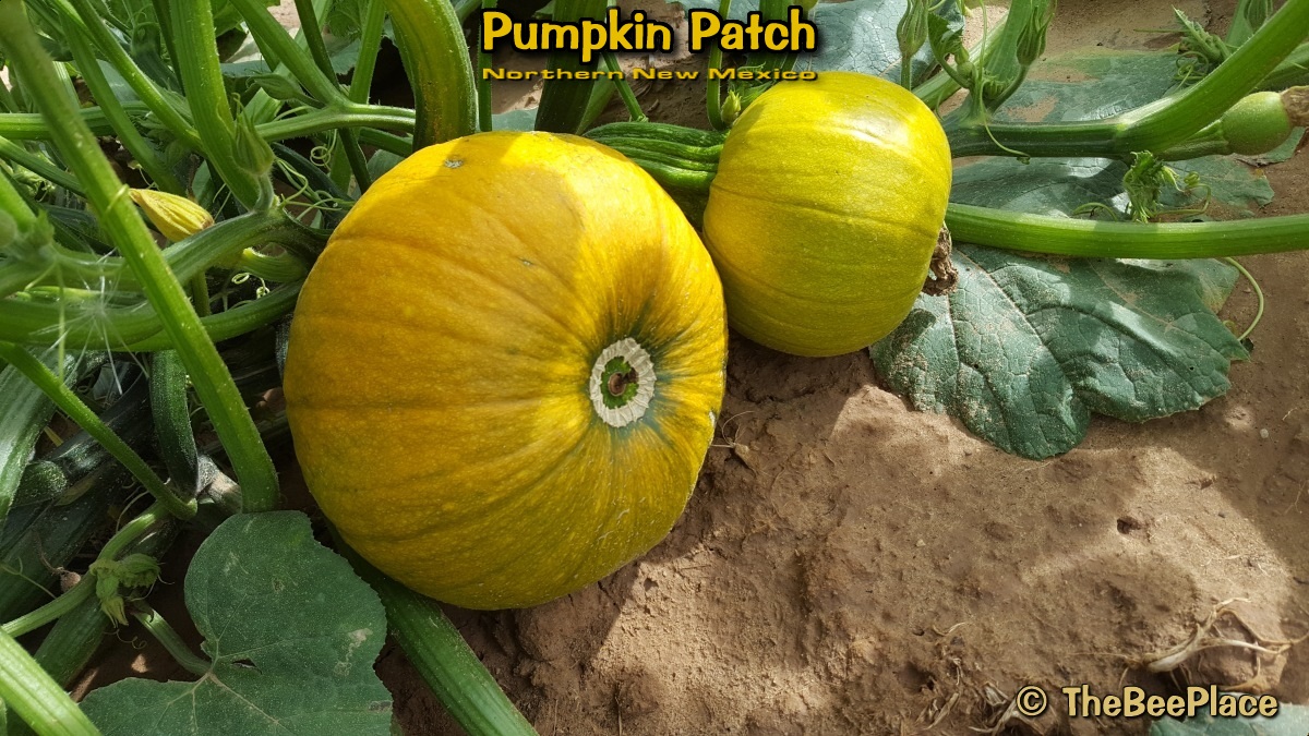 pumpkin-patch 02