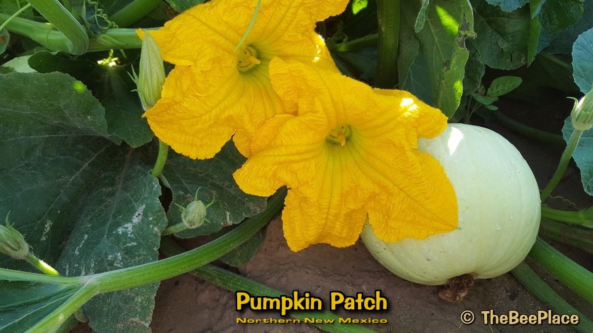 pumpkin-patch 03